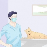 Impedindo que um gato fuja durante um movimento