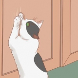 Fazer um gato parar de arranhar a porta