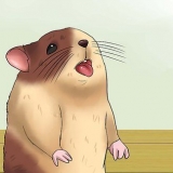Mantendo seu hamster fresco em clima quente