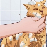 Fazendo seu gato tolerar um banho