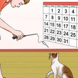 Impeça seu gato de te atacar