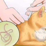 Evite que seu gato vomite