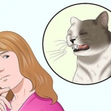 Certifique-se de que seu gato não arranca sozinho