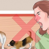 Faça seus dois cachorros pararem de brigar