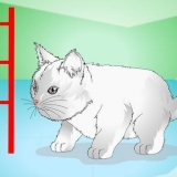 Fazendo os gatinhos pararem de miar
