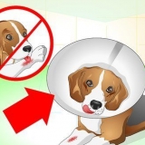 Cuidando de um cachorro com pontos