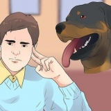 Cuidando de um filhote de rottweiler