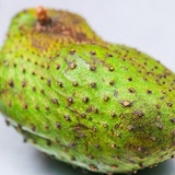 Fazendo suco de graviola