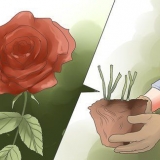 Elimine manchas pretas em rosas