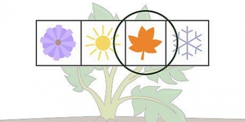 Cultivo de batatas