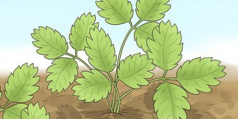 Poda de plantas de morango
