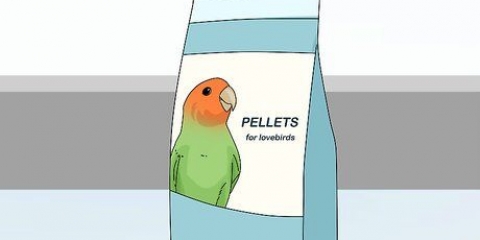 Alimentando pombinhos