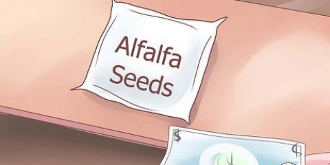 Cultivo de brotos de alfafa