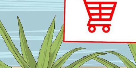 Cultivando e usando aloe vera para fins medicinais
