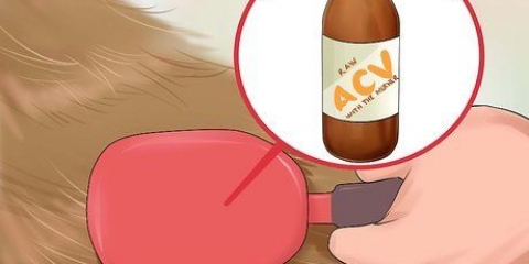Usando vinagre de maçã em cães