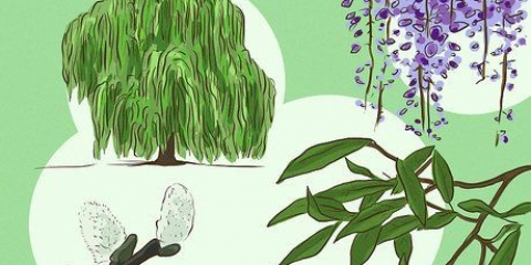Fazendo aspirina quando você está perdido na floresta