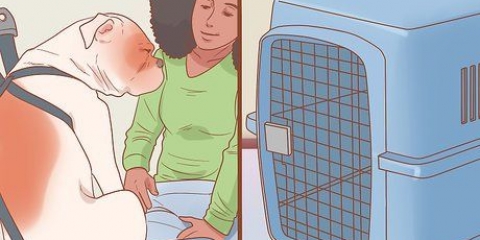 Fazer passeios de carro com seu cachorro