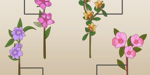 Plantando azaleias