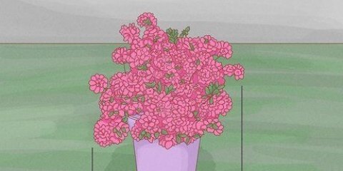 Poda de azaléias