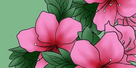 Cuidando das azaleias
