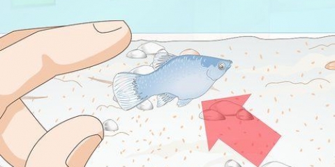 Cuidando do peixe platy bebê