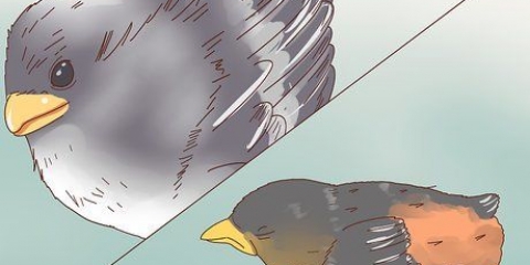 Identificando filhotes de pássaros