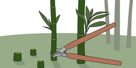 Matando bambu