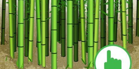Cortando bambu