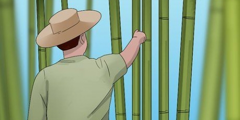 Cura de bambu