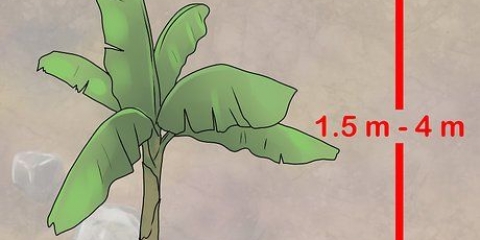 Cultivo de bananeiras em vasos