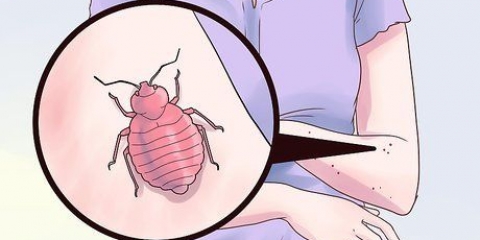 Tratamento de picadas de percevejos