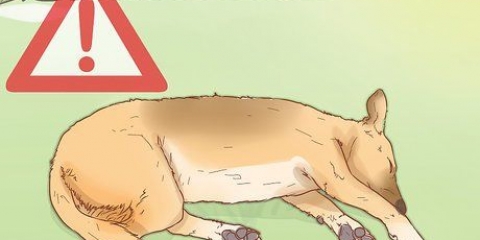 Tratar a insolação em cães