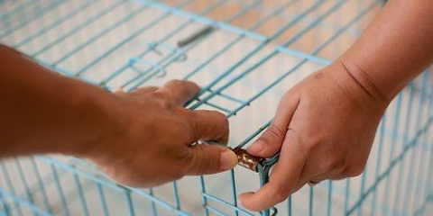 Treino de banco para o seu cão ou cachorro