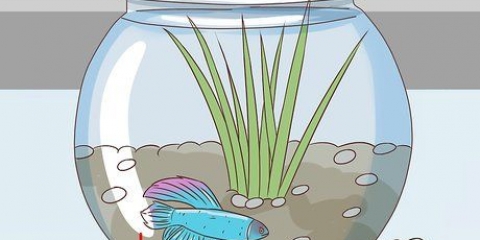 Determinando a idade de um peixe betta