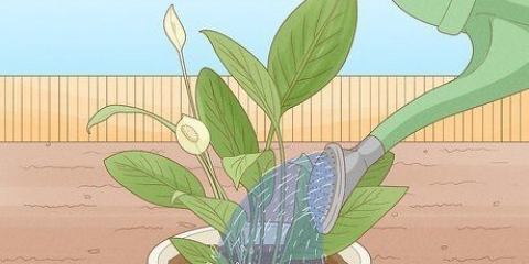 Determinando quanta água as plantas precisam