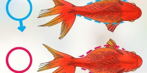 Determinando se um peixinho dourado está grávida