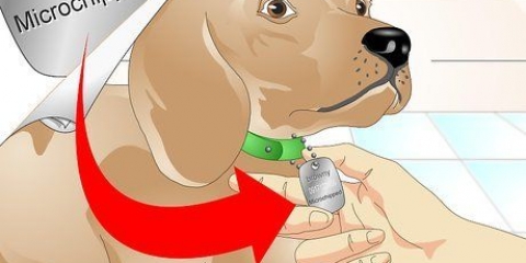 Determinando se um cachorro tem um chip