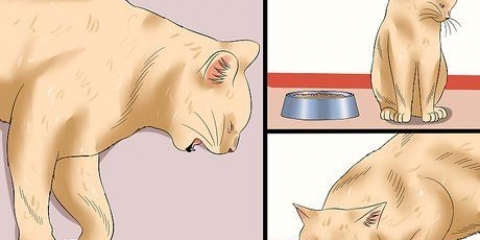 Como determinar se um gato tem raiva