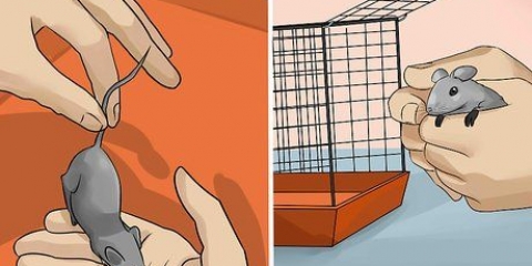 Determinando se um rato é macho ou fêmea