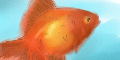 Determinando se seu peixinho dourado é macho ou fêmea