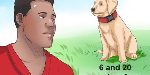 Determinando se seu cão tem parvo