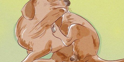 Determinando se seu cão tem pulgas