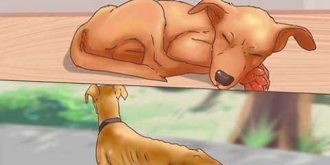 Determinando se deve colocar seu cão para dormir
