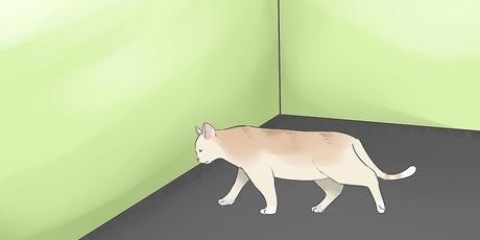 Determinando se o seu gato é cego