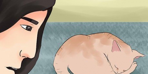 Determinando se seu gato está morto