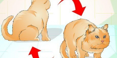 Determinando se o seu gato está acima do peso