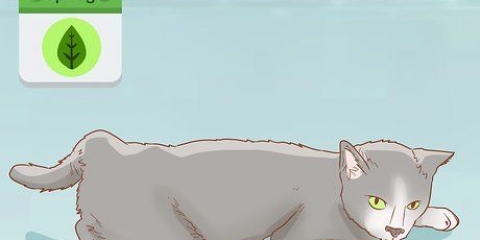 Determinando se sua gata está grávida