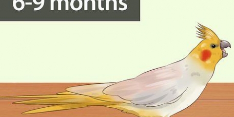 Determinando se sua calopsita é macho ou fêmea