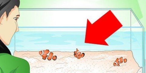 Determinando se seu peixe está doente