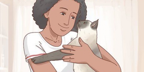 Decidindo se um gato siamês é ideal para você